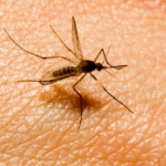 GMO EXPERIMENT GOES HORRIBLY WRONG: “MUTANT” MOSQUITOES COULD CAUSE MASS DEATH